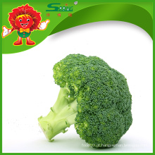 Australian IQF Broccoli Venda